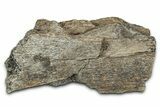 Dinosaur (Triceratops) Frill Shield Section - Montana #338931-1